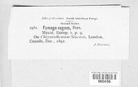 Fumago vagans image